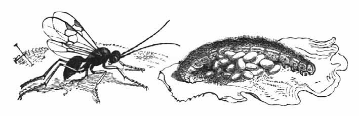 Schlupfwespe