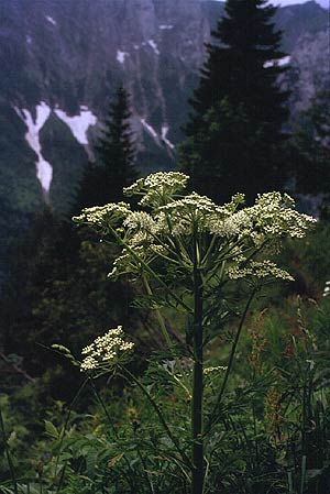 Pleurospermum austriacum