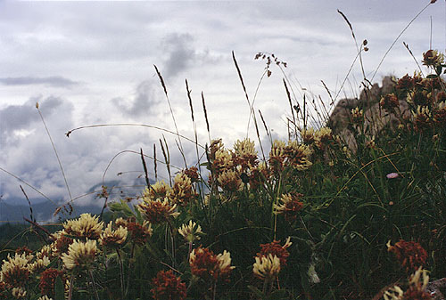 Trifolium noricum