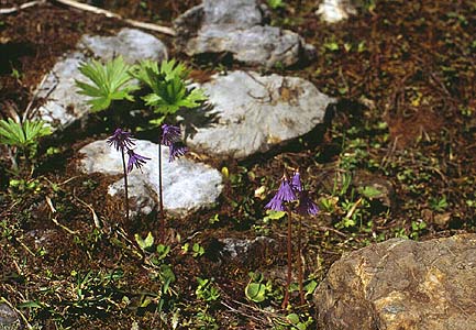 Soldanella alpina