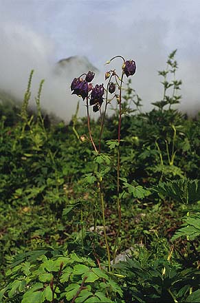 Aquilegia nigricans