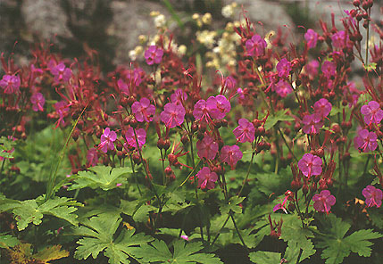 Geranium macrorrhizum