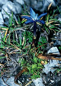 Gentiana terglouensis