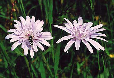 Scorzonera rosea