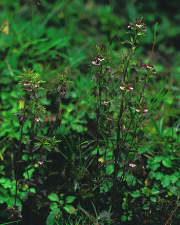 Euphrasia salisburgensis