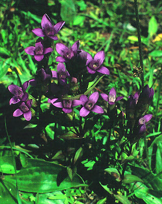 Gentianella germanica