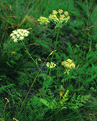 Laserpitium halleri