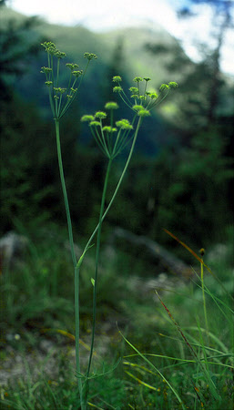 Laserpitium krapfii ssp. gaudinii