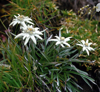 Leontopodium alpinum