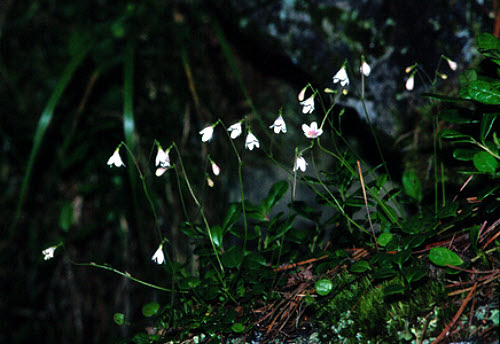 Linnaea borealis