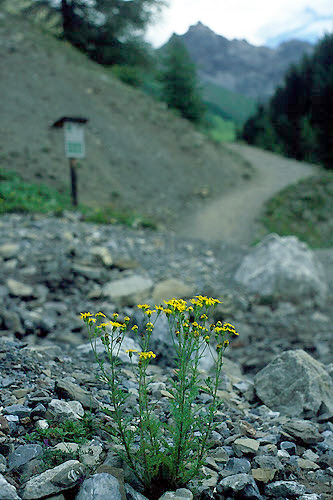 Senecio squalidus ssp. rupestris