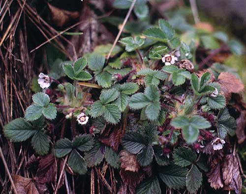 Potentilla micrantha