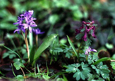 Scilla bifolia