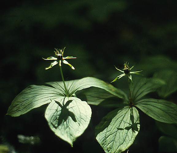 Paris quadrifolia